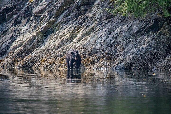 Incontro di animali di 7 ore