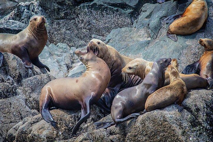 Incontro di animali di 7 ore
