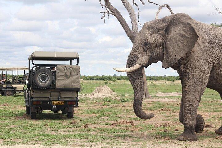 Safari Chobe di un'intera giornata da Victoria Falls con pranzo