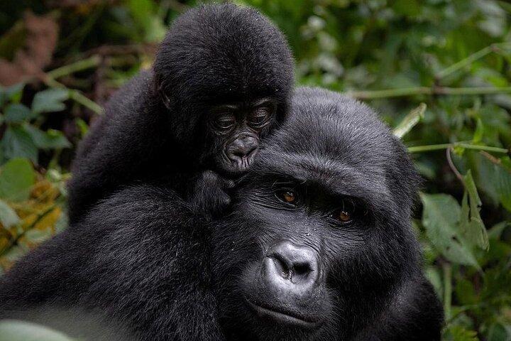 3-tägige Gorilla-Trekking-Safari-Tour in Uganda