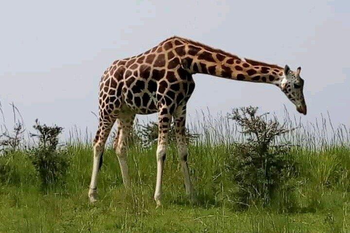 3 dagars gorillavandring Safaritur i Uganda