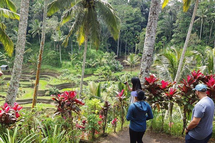 Ubud Private Tour