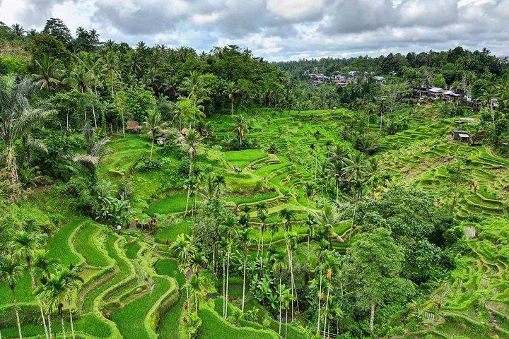 Visite privée et tout compris d'Ubud 1 - Journée
