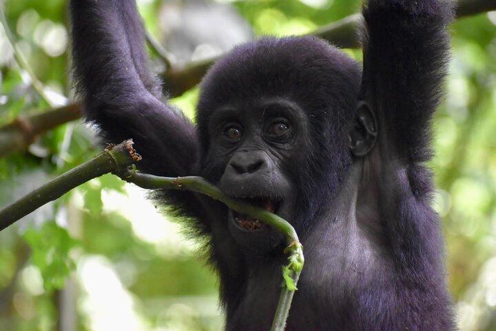Safari de 10 dias em Uganda com gorilas