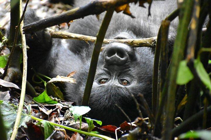 10 Tage Uganda Safari mit Gorillas