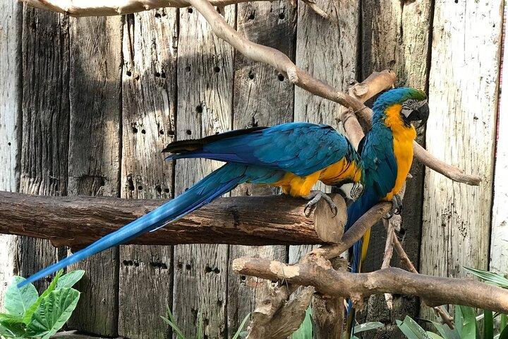 Sin colas: boleto de entrada a World of Birds