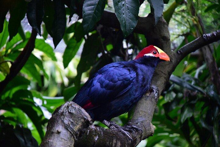 Sin colas: boleto de entrada a World of Birds