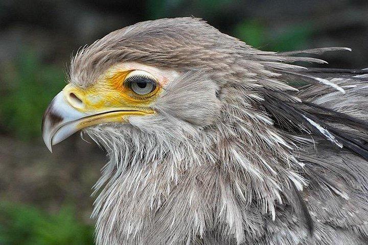 行をスキップ：鳥の入場券の世界
