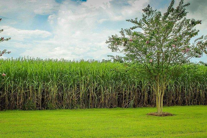 イシマンガリソ湿地公園 1 日 - ワニ、カバ、ジビエ神父ダーバン