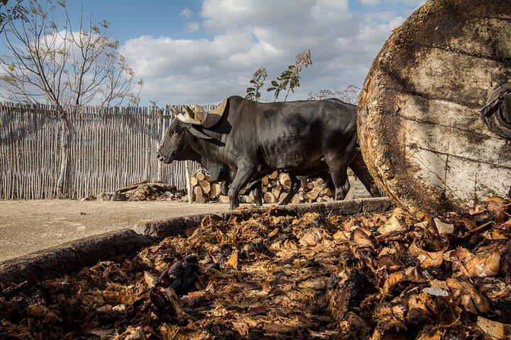 Mezcal Tasting -Masterclass + Blind tasting-