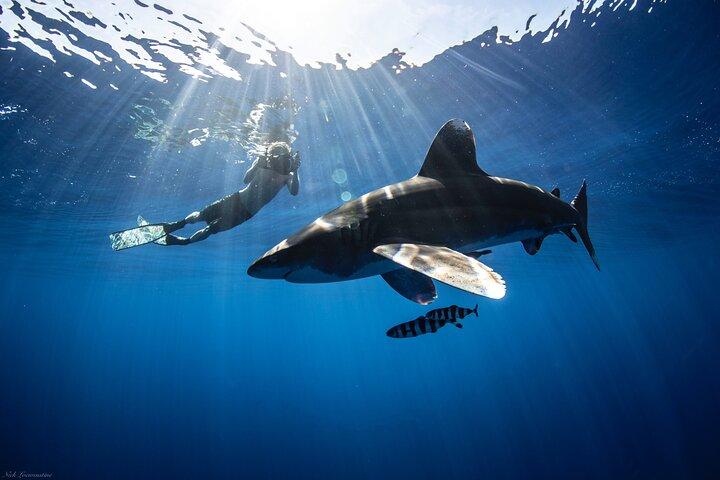 Buceo con tiburones en aguas abiertas