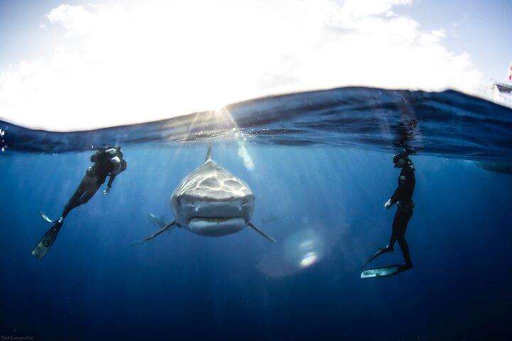 Buceo con tiburones en aguas abiertas