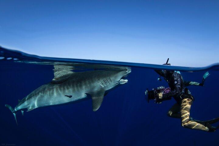 Buceo con tiburones en aguas abiertas