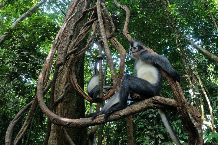 2 dage 1 nat i JUNGLEN Mount Leuser (se ORANGUTAN)