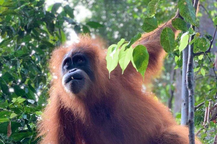 2 dage 1 nat i JUNGLEN Mount Leuser (se ORANGUTAN)