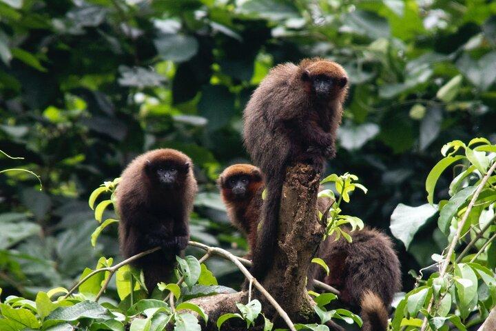Manu National Park Tour 4 Days of Nature Wildlife and Adventure