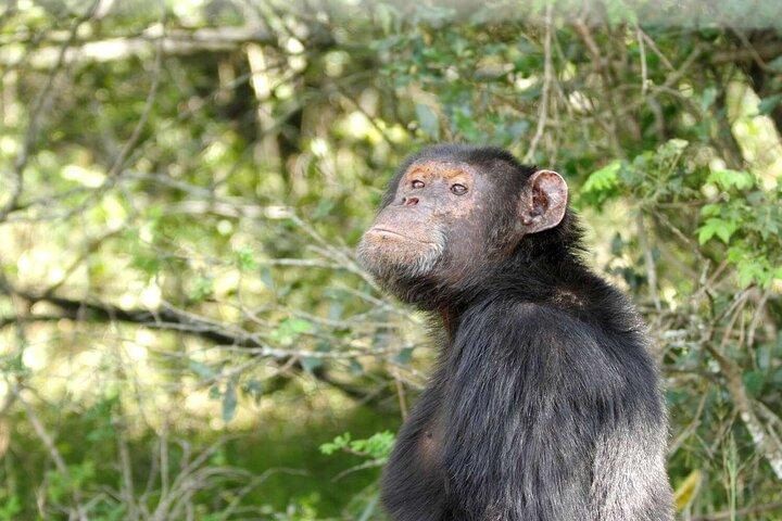 Ol Pejeta Conservancy & Chimpanzee Sanctuary heldagstur