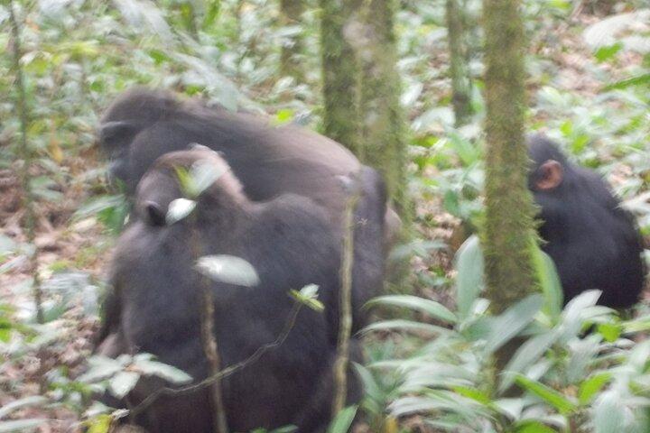 4-daagse Gorilla en Chimps treksafari