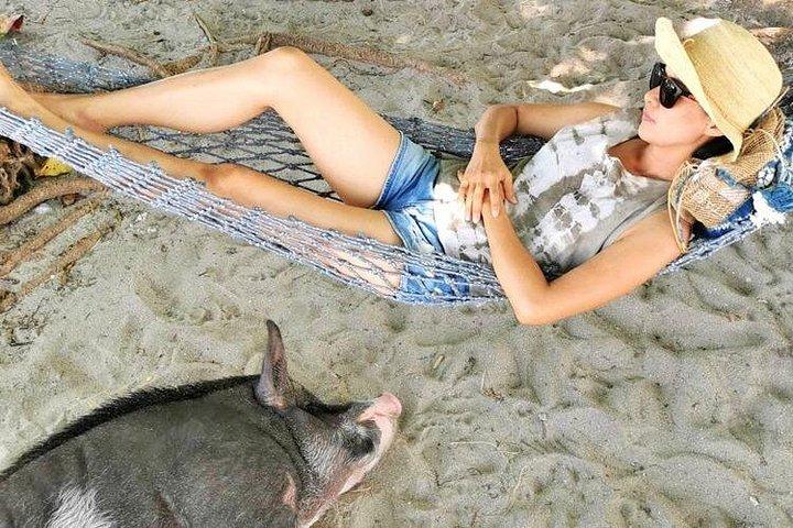 kohsamui.tours - スピード ボートによるピッグ アイランド シュノーケリング エコ ツアー
