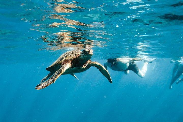 Swim with Dolphins Catamaran with Waterslide & Lunch on Oahu