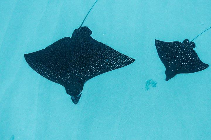 Swim with Dolphins Catamaran with Waterslide & Lunch on Oahu