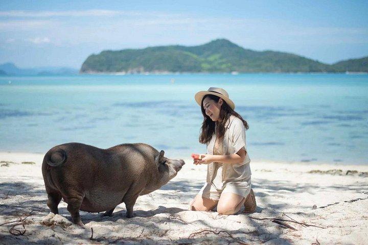 kohsamui.tours - スピード ボートによるピッグ アイランド シュノーケリング エコ ツアー