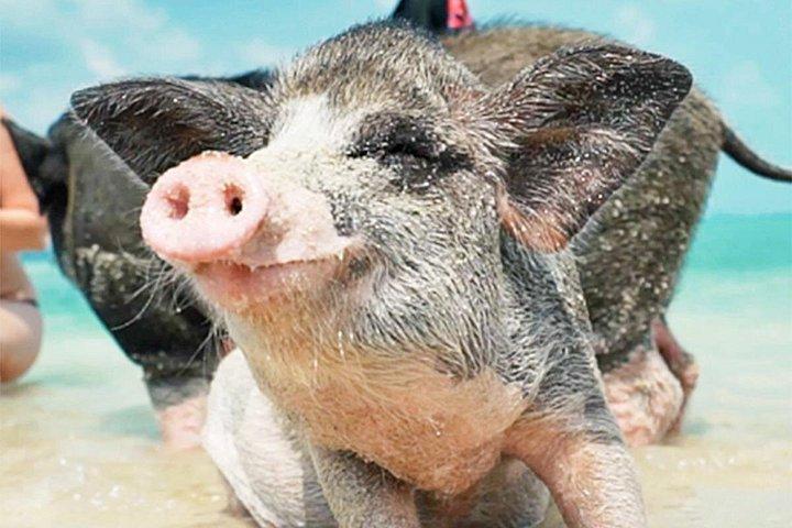 kohsamui.tours - スピード ボートによるピッグ アイランド シュノーケリング エコ ツアー