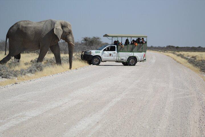 Safari nel parco nazionale di Etosha con guide turistiche professionali nate a Etosha.