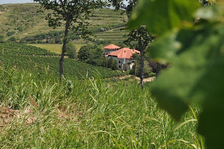 Private Romanian Wine Tasting in Urlați