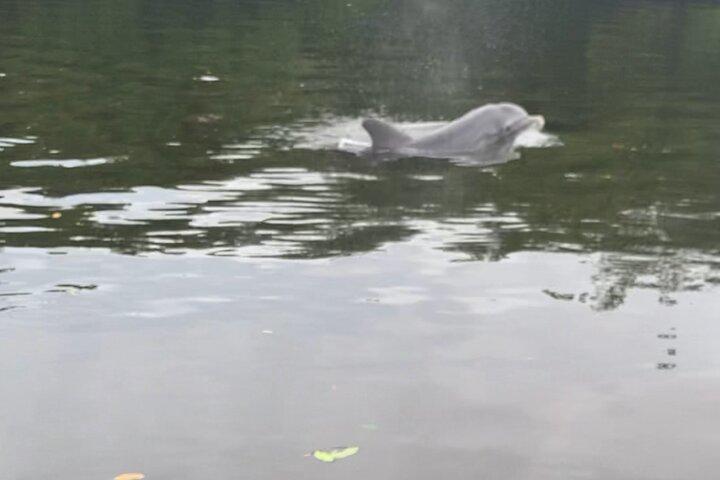 Dolphin and Manatee Adventure Tour of Sarasota with Olde Florida History!