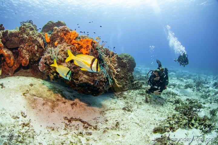 2 Tank Tauchgänge am Cozumel Riffboot