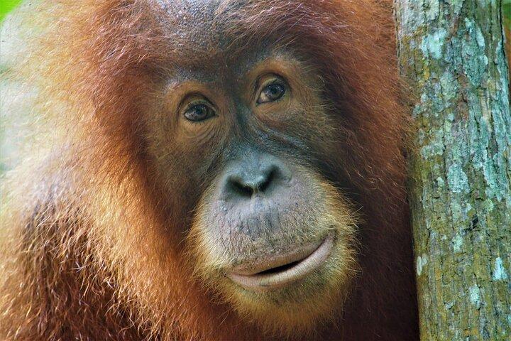 2-dages Jungle Trekking & Rafting i det nordlige Sumatra