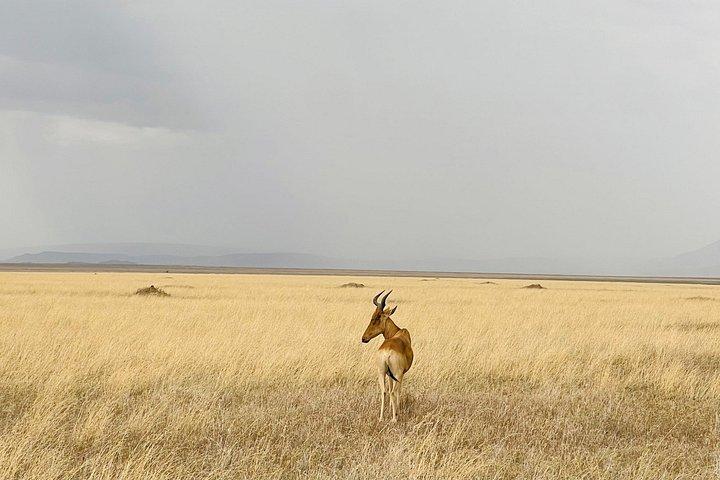 Big Five Dream Safari