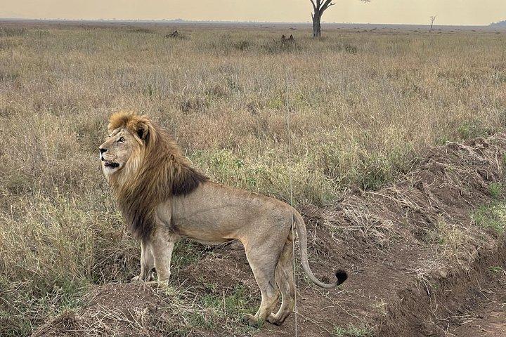 Big Five Dream Safari
