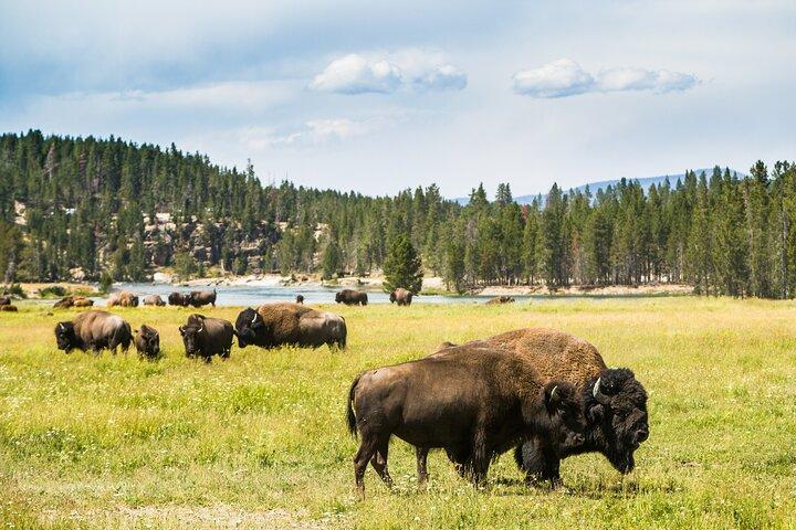 Forfait de visites en voiture autoguidées à Grand Teton et Yellowstone