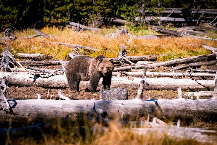 Forfait de visites en voiture autoguidées à Grand Teton et Yellowstone