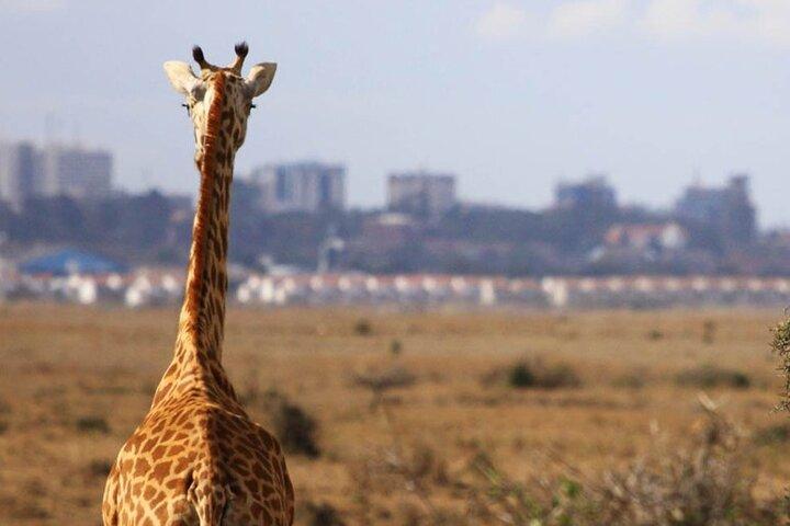 Visite partagée du groupe du parc national de Nairobi