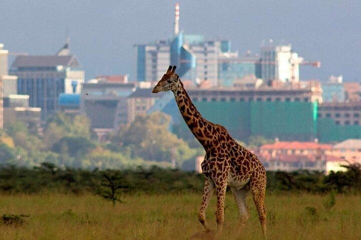 Visite partagée du groupe du parc national de Nairobi