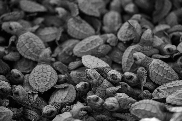 Los Cabos Sunset Turtle udgivelse bevaringsoplevelse