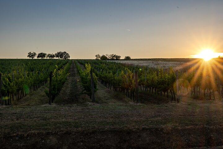 Drinking and Dining: Visit the Vineyard and Cellar with Private Tasting