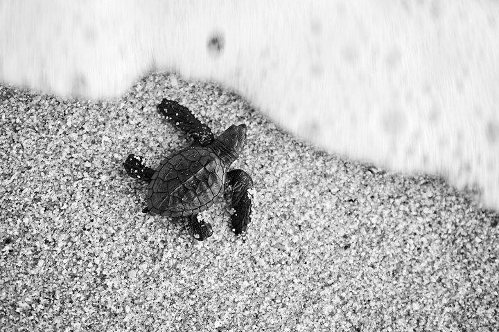 Los Cabos Sunset Turtle udgivelse bevaringsoplevelse