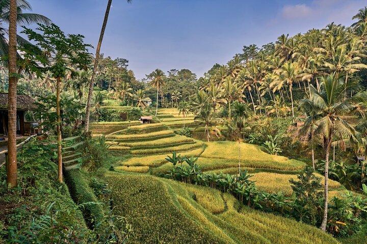 Full Day Private Guided Tour to Bali