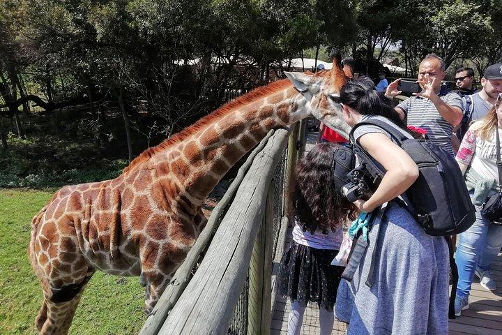 Halvdags Lion och Safari Park Tour