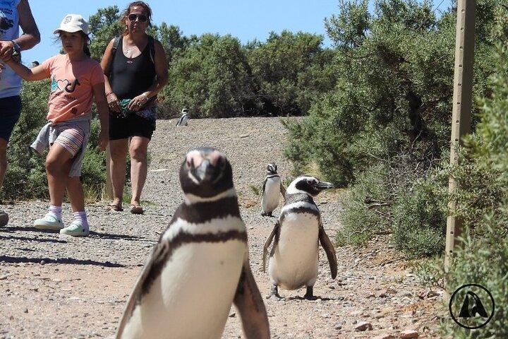 Shore Tours Punta Tombo krydstogtskibspassagerer Puerto Madryn