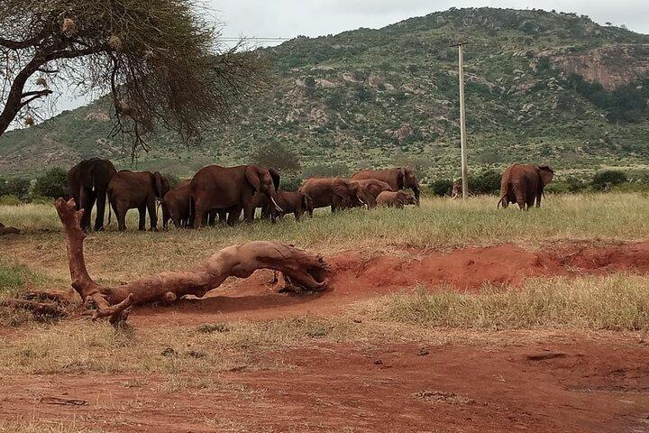 6 jours Kenya Masai Mara, safari animalier au lac Nakuru et Amboseli