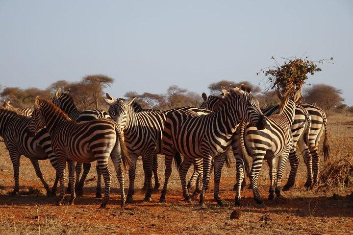 6日間のケニアマサイマラ、ナクル湖、アンボセリワイルドライフサファリ