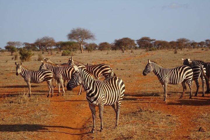 6日間のケニアマサイマラ、ナクル湖、アンボセリワイルドライフサファリ