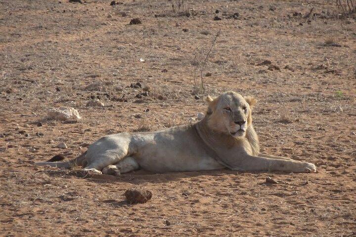 6日間のケニアマサイマラ、ナクル湖、アンボセリワイルドライフサファリ