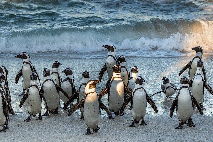 Cap de Bonne-Espérance-Cape Point, visite privée des pingouins