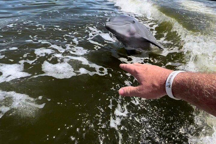 Tour en barco por las 10.000 islas + paseo guiado naturalista por los Everglades